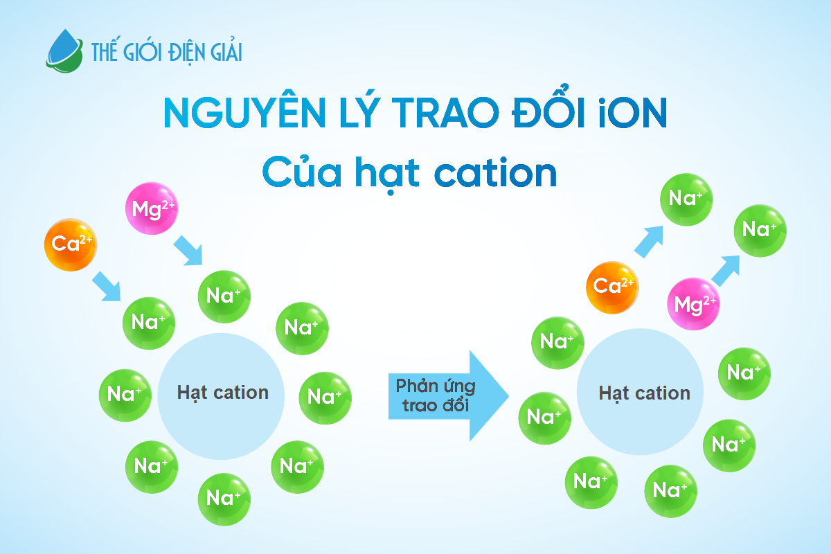 Phản ứng trao đổi ion của hạt nhựa Cation