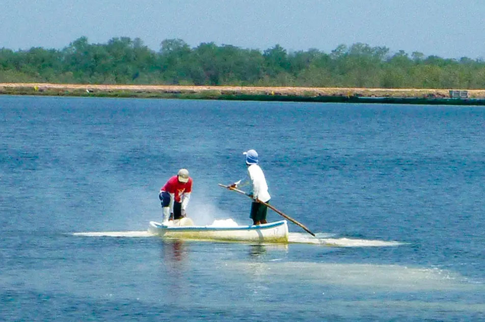 Rải muối ao hồ