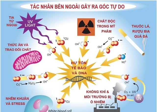 Các tác nhân gây ra gốc tự do