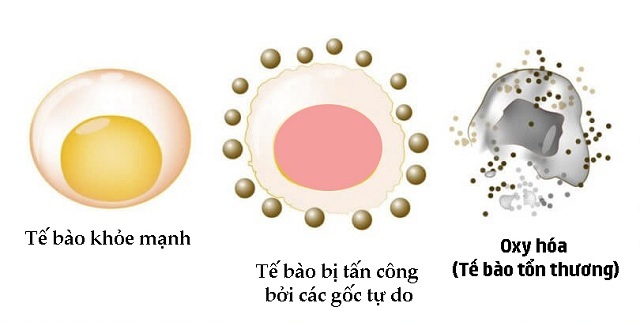 Sự tấn công của các gốc tự do