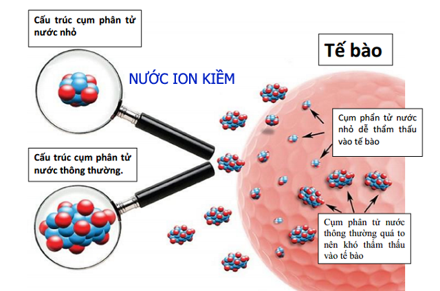 Cấu trúc phân tử siêu nhỏ của nước ion kiềm giúp quá trình thanh lọc, thải độc hiệu quả