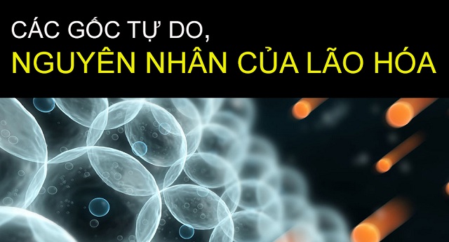 Gốc tự do là nguyên nhân chính gây ra quá trình lão hóa và bệnh tật của cơ thể