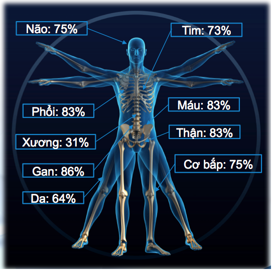 tỷ lệ phần trăm nước trong cơ thể người