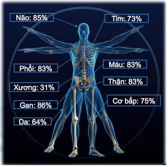 Lượng nước ở các bộ phận của cơ thể